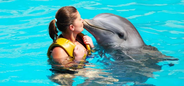 Swim dolphne - Delmos World